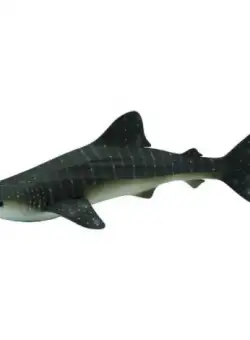 Balena rechin - Collecta